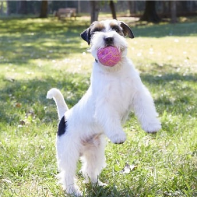 Spielender Hund mit Ball im Maul im Freien