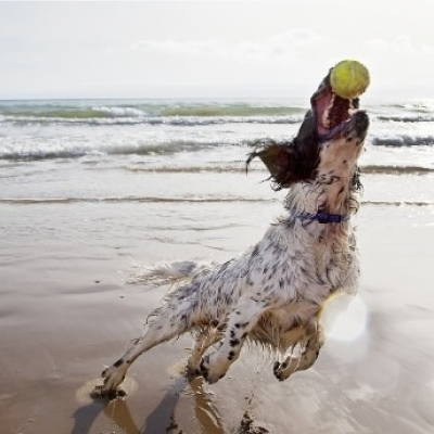 Hund fängt Ball am Strand