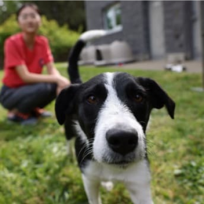 Hund im Freien in der Nähe eines Mädchens