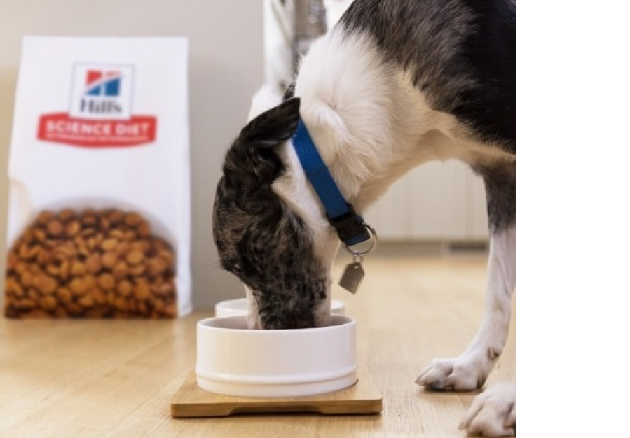 Hund frisst aus einer Schüssel Hill's Science Diet Futter