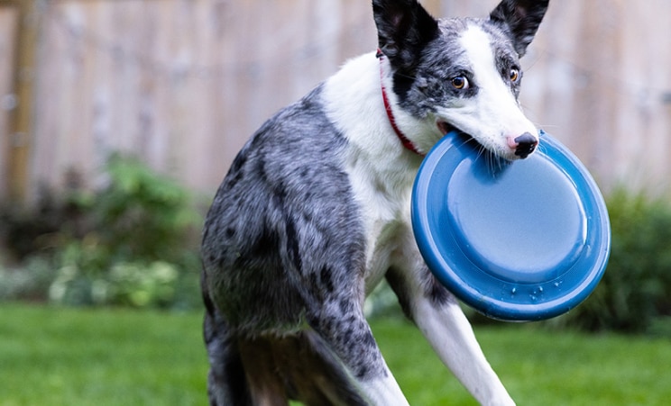 Haushund fängt blaue Frisbe