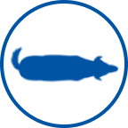 Übergewichtiger Hund Icon