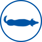 Gesunder Hund Icon
