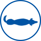Dünner Hund Icon